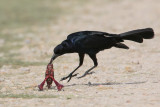 Boat-tailed Grackle eating crawfish