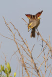 Dickcissel