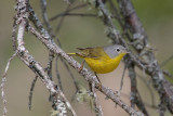 Nashville Warbler
