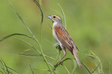 Dickcissel