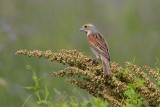 Dickcissel