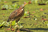 Green Heron