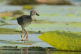 Purple Gallinule