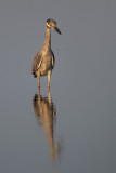 Yellow-crowned Night-Heron