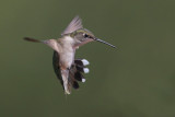 Ruby-throated Hummingbird