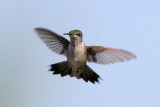 Ruby-throated Hummingbird