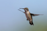 Ruby-throated Hummingbird