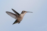 Ruby-throated Hummingbird