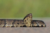 Cottonmouth