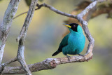 Green Honeycreeper