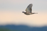 Sharp-shinned Hawk