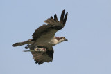 Osprey