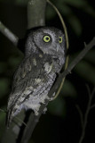 Eastern Screech-Owl