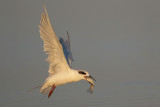 Forsters Tern