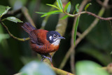 Bay Wren