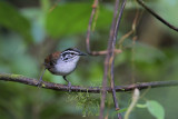 White-breasted Wood Wren