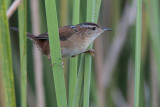 Marsh Wren