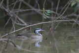 Sungrebe