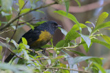 Black-and-yellow Silky Flycatcher