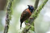 Ocellated Antbird