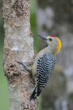 Hoffmanns Woodpecker