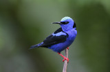 Red-legged Honeycreeper