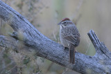 Rufous-crowned Sparrow