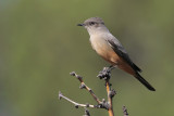 Say's Phoebe