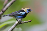 Golden-hooded Tanager