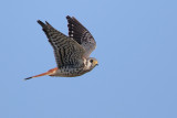 American Kestrel