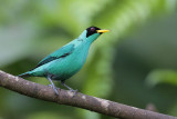 Green Honeycreeper