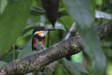 American Pygmy Kingfisher