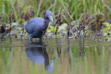 Little Blue Heron w/Crawfish