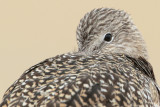 Marbled Godwit