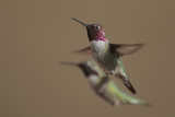 Annas Hummingbird