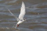 Forsters Tern