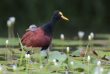 Northern Jacana