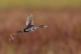 Pied-billed Grebe