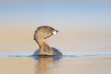 Pied-billed Grebe