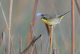 Common Yellowthroat