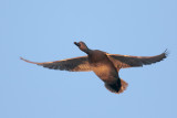 Gadwall