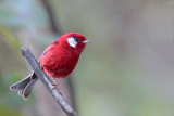 Red Warbler