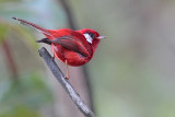 Red Warbler