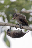 Olivaceous Piculet