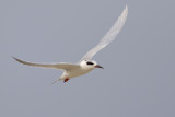 Forsters Tern