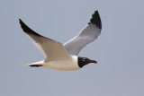 Laughing Gull