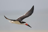 Black Skimmer