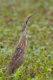 American Bittern