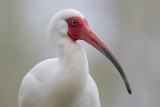 White Ibis