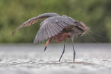 Reddish Egret